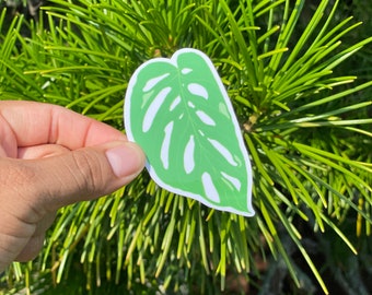 Monstera Adansonii Leaf Sticker