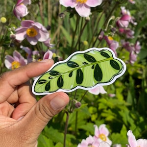 Calathea Rattlesnake Sticker, Calathea Leaf Sticker