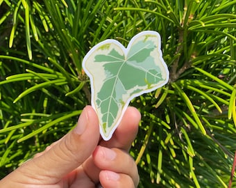 English Ivy Sticker, Ivy Leaf Sticker