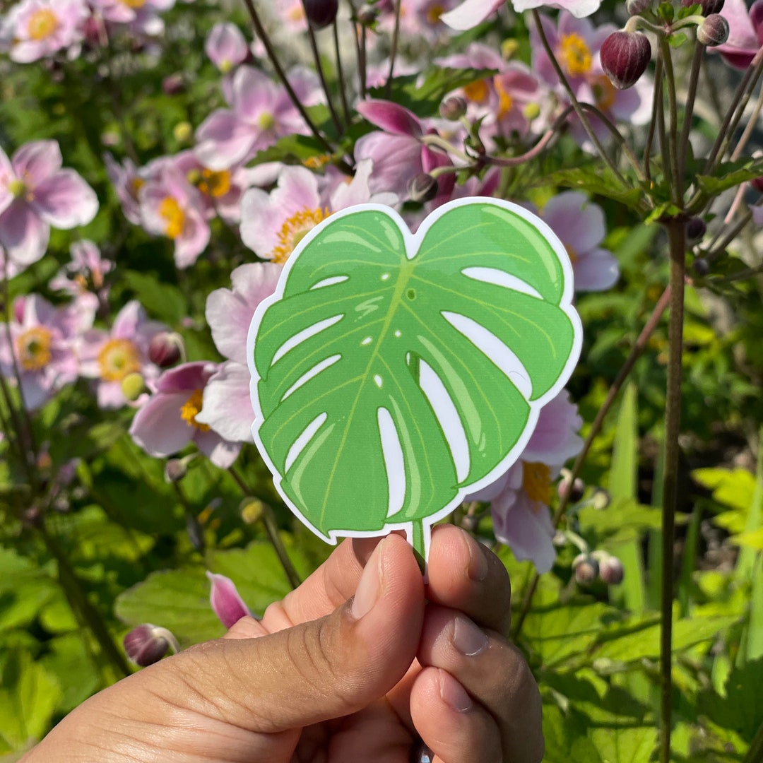 Monstera Deliciosa Sticker Leaf Sticker - Etsy