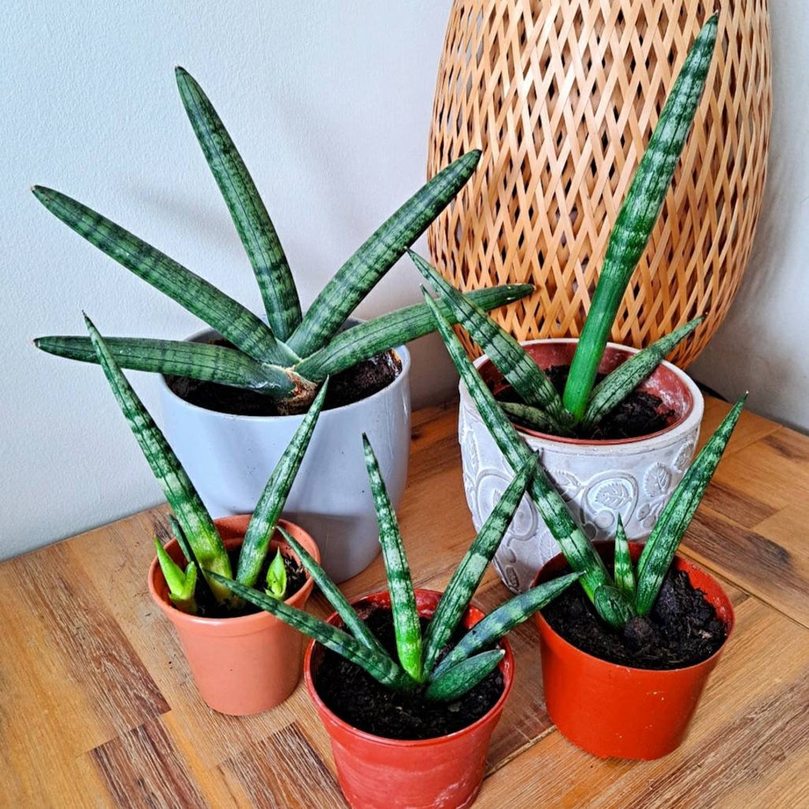 Cylindrical Snake Plants Sansevieria Cylindrica Small Etsy
