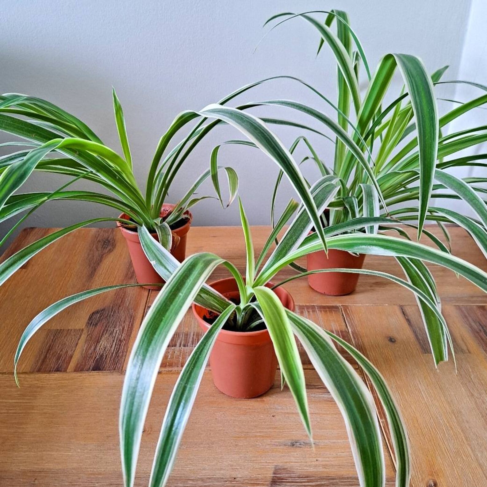 Spider Plants Large 60cm & Medium 40cm with Ceramic Pots Etsy