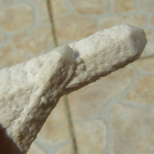 May include: A white, rough, and textured rock with a pointed end. The rock has a cluster of smaller white crystals on the surface.