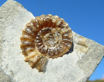 Fósil de amonita - Promicroceras Planicosta (21 mm) - Charmouth / Lyme Regis, Dorset, Costa Jurásica, Reino Unido - La roca mide 45 x 38 x 36 mm / 76 g