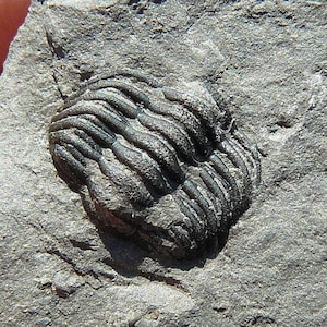 Trilobite - Eldredgeops milleri (formerly Phacops) - 42x35x8mm / 7.7g - Western New York State, USA