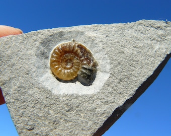 Ammonite Fossil Promicroceras Planicosta (14mm) Charmouth