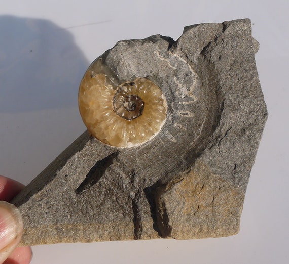 UK Rock 140x100x30mm  404g Lyme Regis Dorset Jurassic Coast Ammonite Fossil 30mm Asteroceras Obtusum