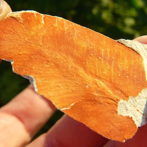 Glossopteris Fossiles Blatt - Samenfarn - 41x29x5mm /5.3g - Dunedoo, Australien - Perm - Gondwana