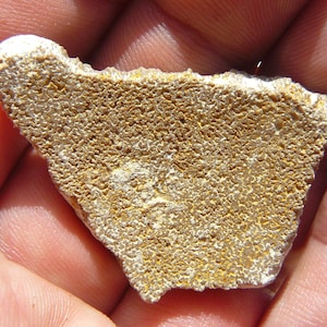 Dinosaur Eggshell - Soriano, Uruguay - Saltasaurus loricatus (Titanosaur) - LARGE: 41x31x6mm / 10.3g - Cretaceous