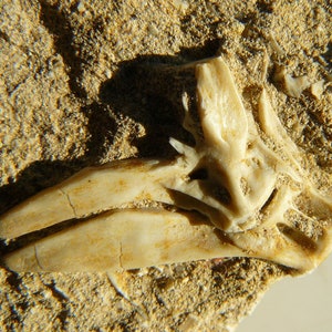 Vertebra di pesce - Specie non identificata - Khouribga, bacino di Ouled Abdoun, Marocco - 60x52x26 mm / 44,5 g