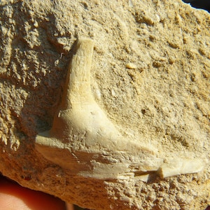 Dente di pesce - Specie Enchodus - Khouribga, Bacino di Ouled Abdoun, Marocco - 78x60x30mm / 117,1g