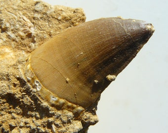 Mosasaur Tooth - Mosasaurus Beaugei - Khouribga, Ouled Abdoun Basin, Morocco - 85x80x45mm / 156.4g - in genuine matrix