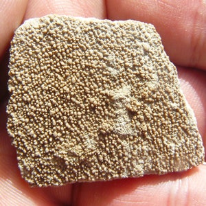 Dinosaur Eggshell - Soriano, Uruguay - Saltasaurus loricatus (Titanosaur) - LARGE: 42x36x4mm / 9.2g - Cretaceous
