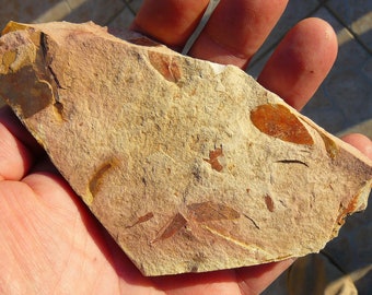 Glossopteris Fossil Leaves - 131x70x12mm / 145.5g - Dunedoo, Australia - Permian Age