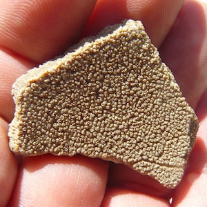 Dinosaur Eggshell - Soriano, Uruguay - Saltasaurus loricatus (Titanosaur) - LARGE: 40x31x6mm / 11.1g - Cretaceous