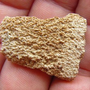 Dinosaur Eggshell - Soriano, Uruguay - Saltasaurus loricatus (Titanosaur) - SMALL: 30x22x5mm / 4.3g - Cretaceous