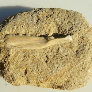 Lisca di pesce in matrice - Specie non identificata - Khouribga, bacino di Ouled Abdoun, Marocco - 84x61x25 mm / 142,1 g
