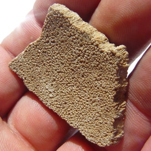 Dinosaur Eggshell - Soriano, Uruguay - Saltasaurus loricatus (Titanosaur) - LARGE: 42x30x6mm / 13g - Cretaceous