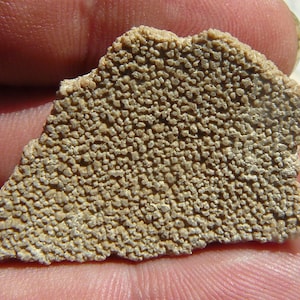 Dinosaur Eggshell - Soriano, Uruguay - Saltasaurus loricatus (Titanosaur) - LARGE: 37x24x5mm / 7.6g - Cretaceous