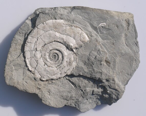 アンモナイトの化石 - Psiloceras Planorbis (60 mm