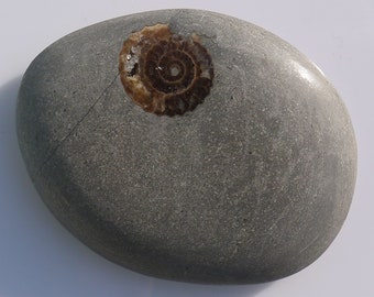 Ammonite - Calcite Fossil in a Polished Pebble - 85x65x18mm / 124g - Charmouth, Dorset, Jurassic Coast, UK