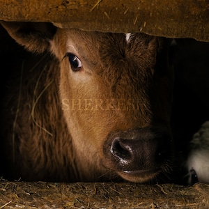 Kuh Druck, digitaler Download, Rinderfotografie, Wandkunst, Bauernhof Druck, Geschenk für Cowboys, Kasachstan Kunst, kasachische weißköpfige Kuh