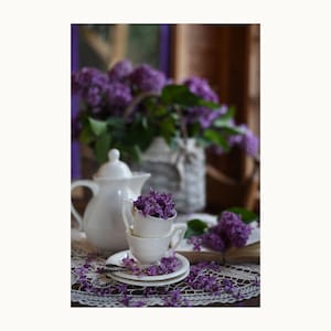 Ramo de lilas, bodegón con lilas. Hermoso ramo de lilas.