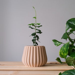 May include: A small green plant in a light brown, ribbed ceramic pot. The pot is sitting on a light brown wooden surface.