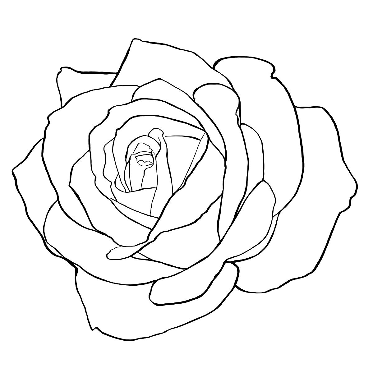 Rose Flowers Line Drawing Artwork Set Graphic by subujayd · Creative Fabrica