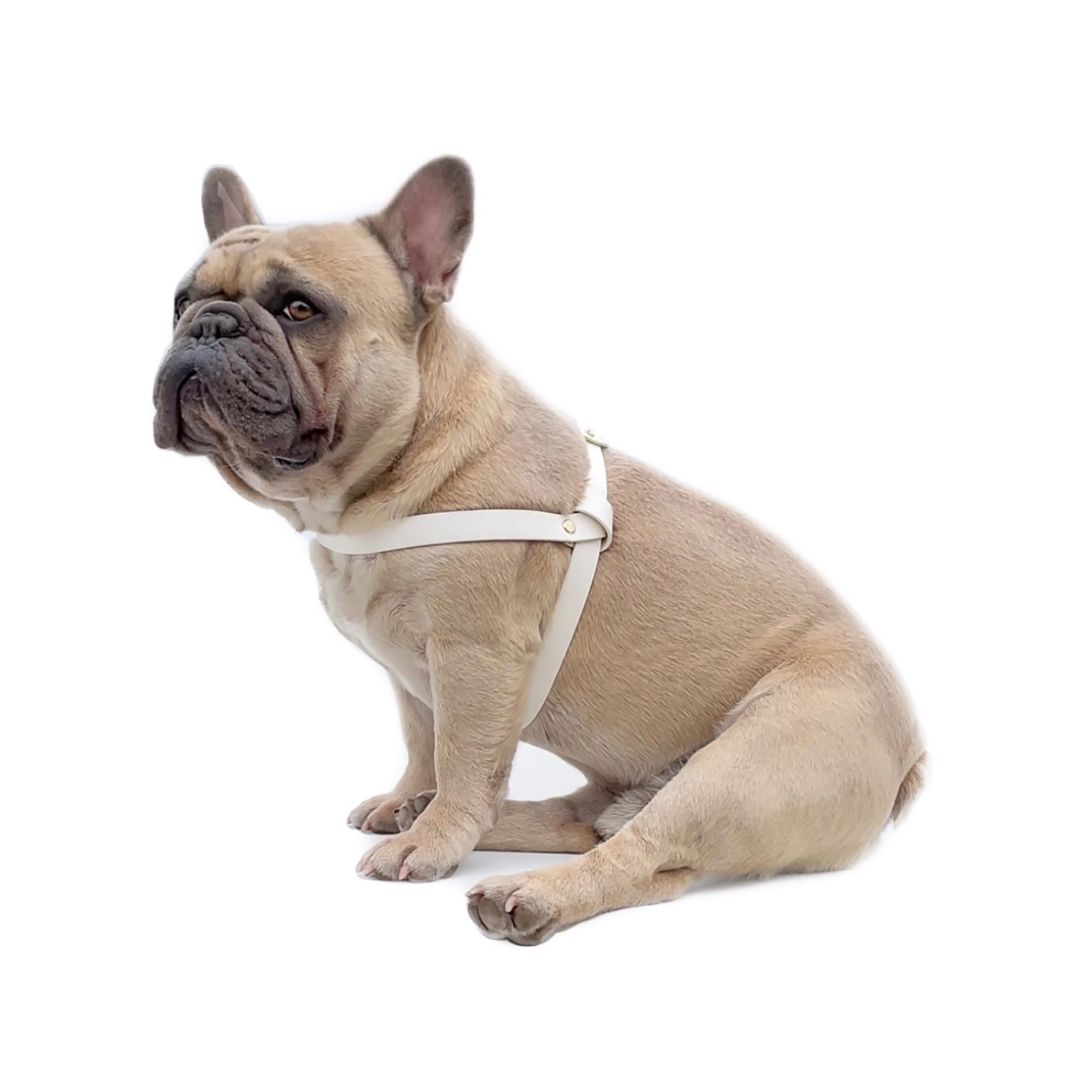 Biothane Dog Strap Harness Vegan Leather Harness Waterproof Etsy