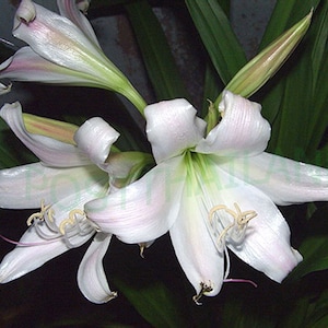 1 Bulbe de CRINUM LATIFOLIUM, Plante Amarilis + Certificat Phytosanitaire GRATUIT