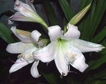 1 Bulb of CRINUM LATIFOLIUM, Amarilis Plant + FREE Phytosanitary Certificate