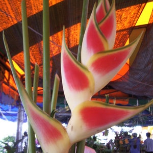 1 Bulb (Rhizome) of Heliconia Wagneriana Petersen &#39;Rainbow&#39; Plant + FREE Phytasanitary Certificate ###