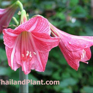 1 Bulb of HIPPEASTRUM RETICULATUM - Bangkok Rose, Amarilis Plant + FREE Phytosanitary Certificate
