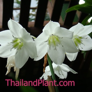 1 Bulb of EUCHARIS SPP. , Amarilis Plant + FREE Phytosanitary Certificate ####