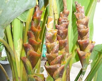 1 Bulb (Rhizome) of Calathea Lutea (Aublet) G. Meyer Plant + FREE Phytasanitary Certificate
