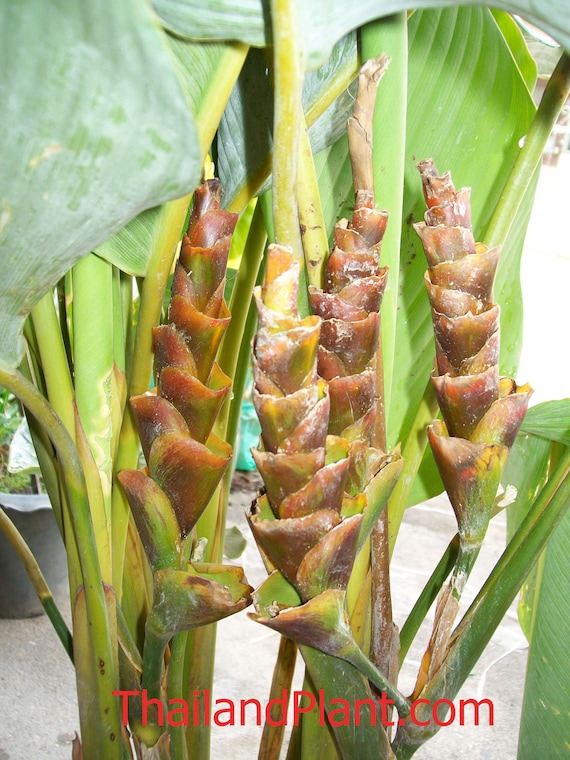 1 Bulb (rhizome) of Calathea Lutea (aublet) G. Meyer Plant + FREE  Phytasanitary Certificate - Etsy Finland