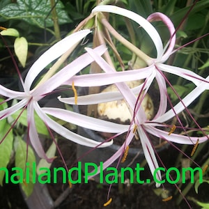 1 Bulb of CRINUM ASIATICUM, Crinum Lily, Amarilis Plant + FREE Phytosanitary Certificate
