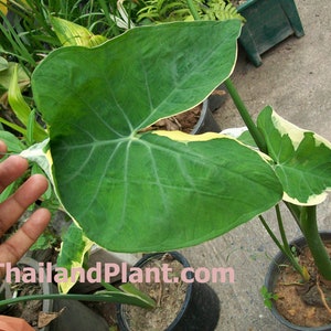 1 Bulb of Xanthosoma Sagittifolium &#39;Albo-marginatum Monstrosum&#39;, Tropical Aroid Plant + FREE Phytosanitary Certificate
