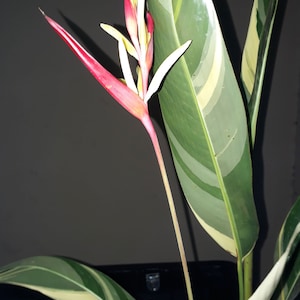 1 Rhizome of Heliconia Psittacorum VARIEGATED &#39;Lady-di&#39; Plant + FREE Phytosanitary Certificate
