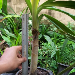 1 Bulb of Crinum Asiaticum L. Var. Anomalum Baker Amarilis Plant + FREE Phytosanitary Certificate