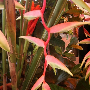 1 Bulb (Rhizome) of Heliconia Chartacea Lane Ex Barreiros &#39;SEXY PINK&#39; Plant + FREE Phytasanitary Certificate ###