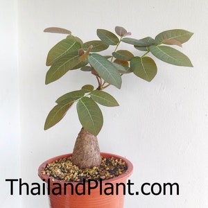 1 Bulb of PHYLLANTHUS MIRABILIS, Euphorbiaceae, Tropical Plant+ FREE Phytosanitary Certificate