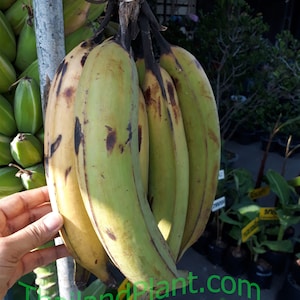 1 Bulb of Musa (AAB group) &#39;Kluai Chang&#39;, Plantain, Giant Banana Plant, Tropical Plant + Free Phytosanitary Certificate