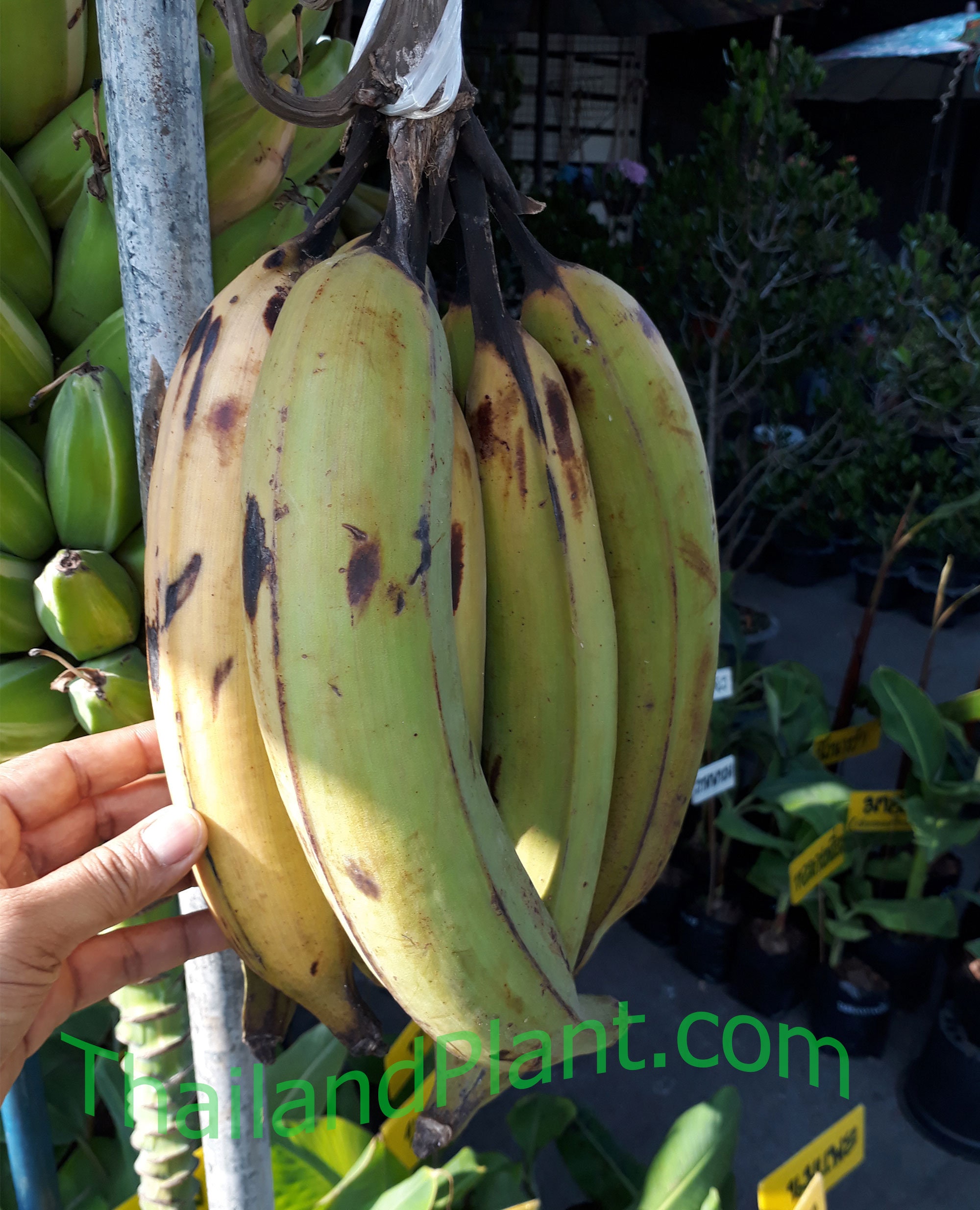 1 Bulb of Musa (AAB group) 'Kluai Chang', Plantain, Giant Banana Plant, Tropical Plant + Free Phytosanitary Certificate