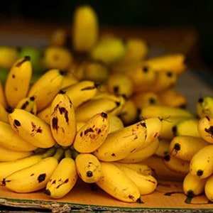 1 Bulb of Musa (Aa Group) &#39;Kluai Khai&#39;, Pisang Mas, Lady Finger Banana Banana Plant, Tropical Plant + FREE Phytosanitary Certificate