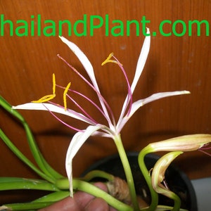1 Bulb of CRINUM BINGHAMII, Crinum Lily, Amarilis Plant + FREE Phytosanitary Certificate