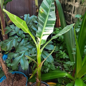 1 Zwiebel MUSA Florida Variegated, Ae Ae Bananenpflanze, Tropische Pflanze + kostenloses pflanzengesundheitliches Zertifikat