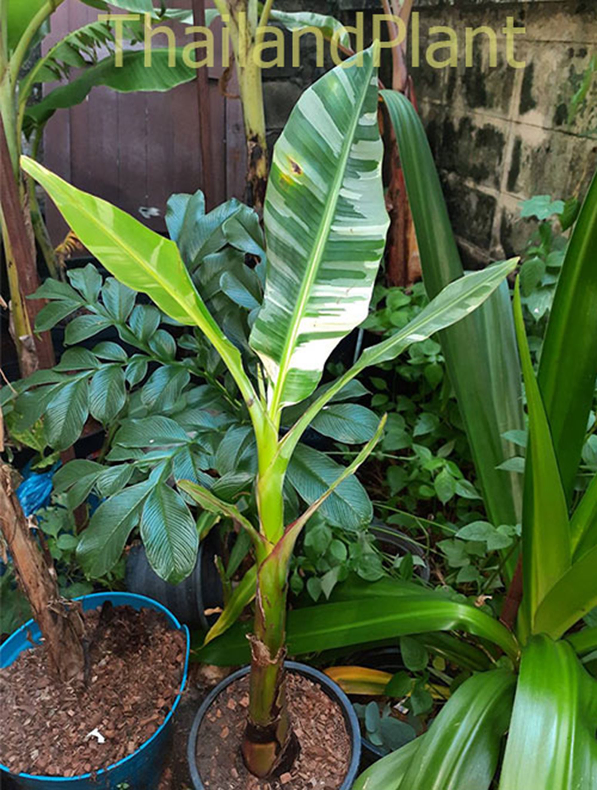 【速達】Musa aeae ムサアエアエ美斑 Amazon｜斑入りバナナ ムサ アエアエ(Musa Aeae) 斑入りバナナ