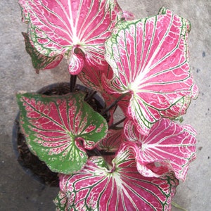 3 Bulbs of CALADIUM BICOLOR, Araceae, Tropical Plant, (No. #1) + FREE Phytosanitary Certificate